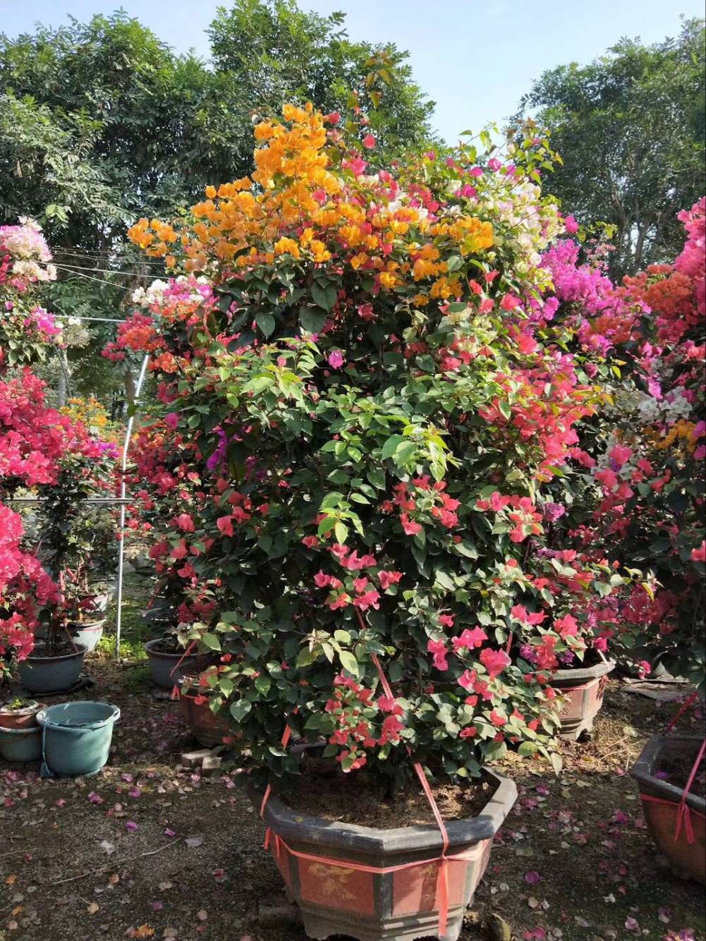 1516844480441617.jpg 三角梅 (53).jpg