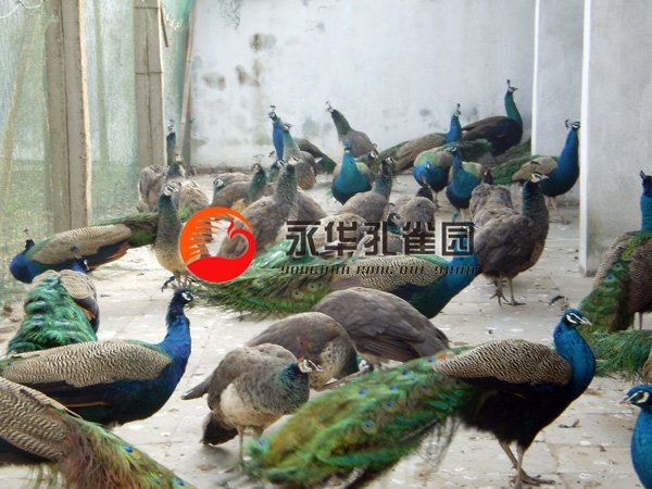 1484534747712471.jpg 藍(lán)孔雀2.jpg