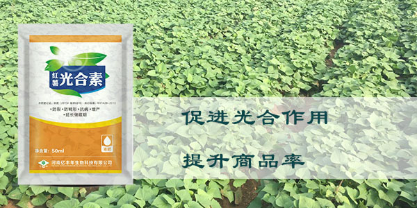 光合素促進(jìn)光合作用，提升商品率.jpg