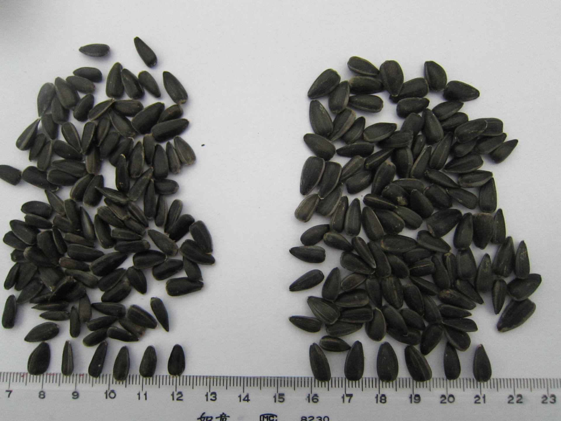 左邊榨油油葵,右邊脫殼油葵1