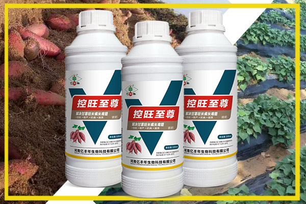 對于濟(jì)薯25.26這樣難控的品種，用控旺至尊控旺.jpg