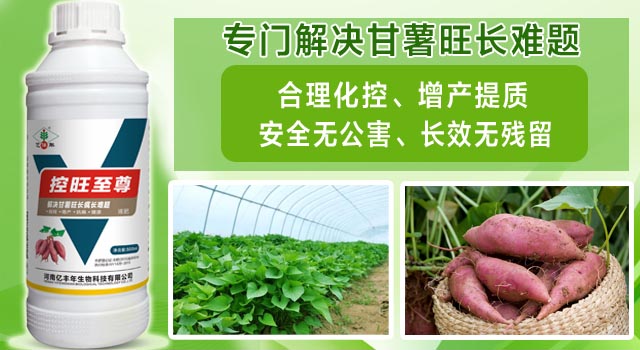 億豐年控旺至尊專門解決甘薯旺長難題.jpg