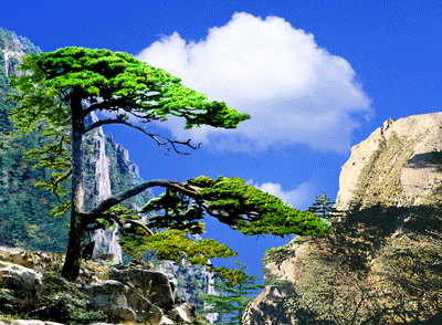 1502769526569507.jpg 2823756966362266649.jpg