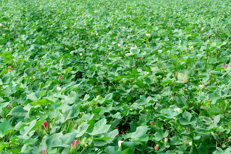 T22AXWXXVaXXXXXXXX_!!51391988