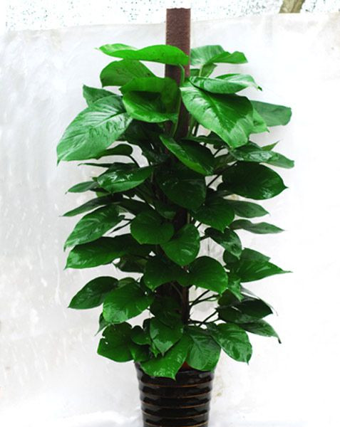 1463180001867782.jpg 222_副本.jpg