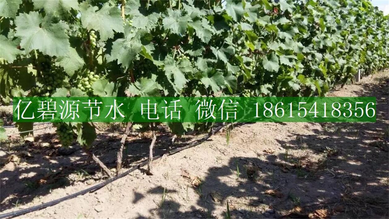 1470036466290252.jpg 果樹滴灌10.jpg